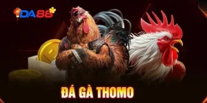 Thông tin đá gà Thomo chuẩn nhất 2026