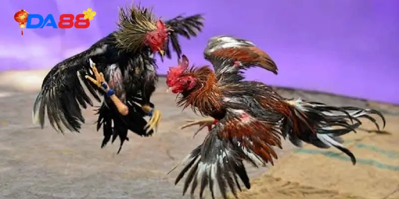 Ưu điểm độc nhất của đá gà Thomo DA88